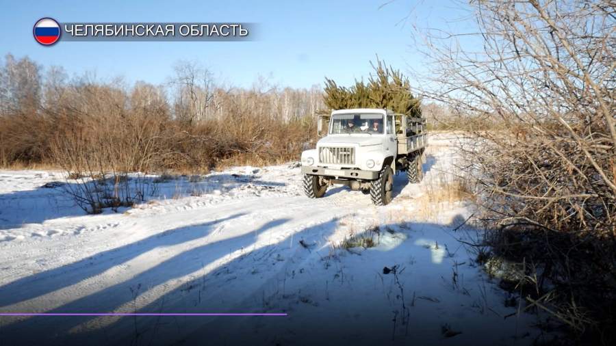 Челябинские инспекторы провели рейд по незаконной вырубке елей