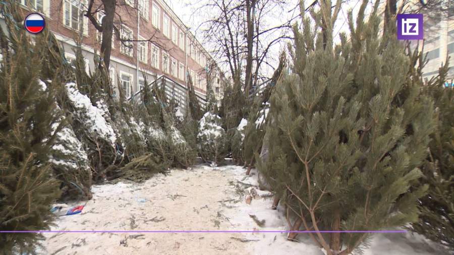 В столице открыли пункты приема хвойных деревьев «Ёлочный круговорот»