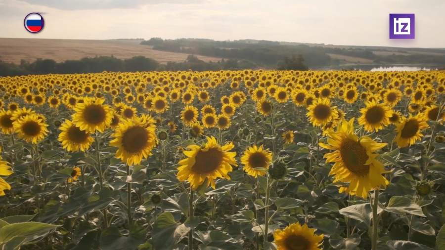 В России увеличат квоты на экспорт подсолнечного масла