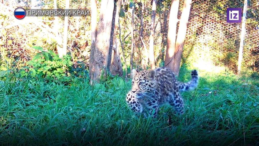 Спасенного котенка леопарда вылечили от травмы бедра