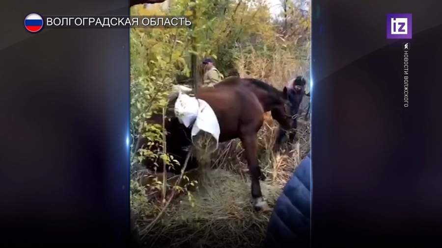 В Волгоградской области спасли провалившегося в колодец коня