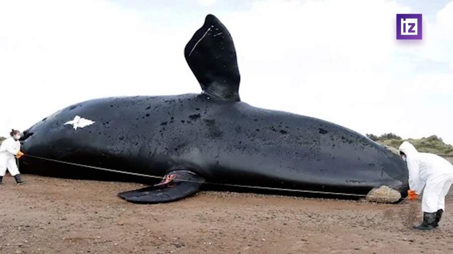 На юге Аргентины обнаружены останки еще 12 гладких китов