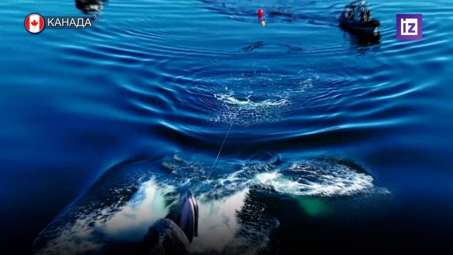 Спасатели освободили горбатого кита на западе Канады