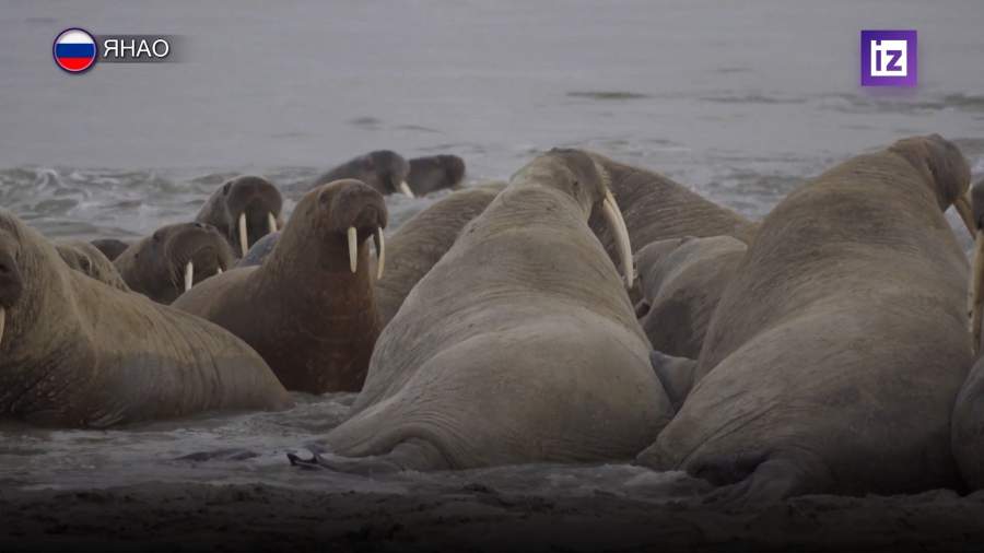 Ямальскому лежбищу моржей могут придать статус особо охраняемой территории