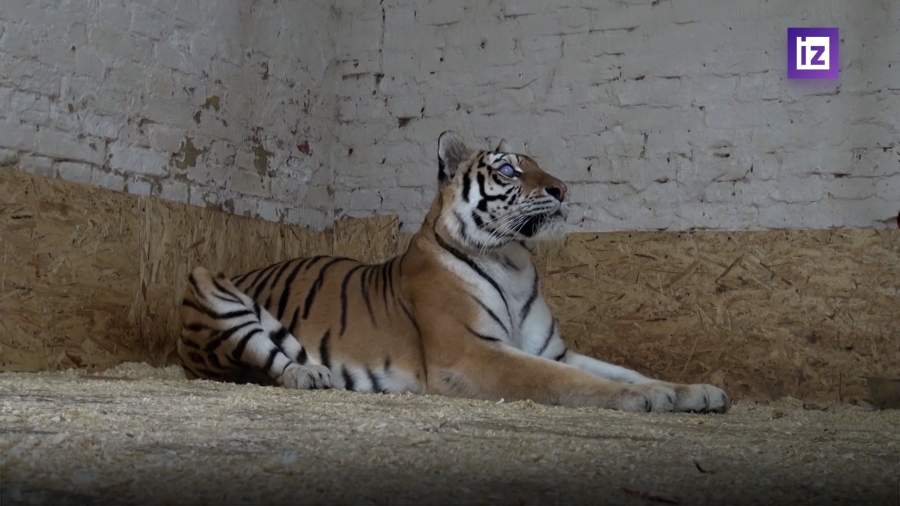 Ослепшую тигрицу из Саратова разместят в Центре воспроизводства редких видов животных