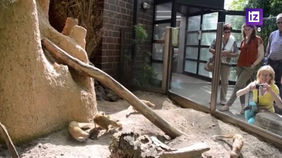 Зоопарк Дортмунда закроет свой дом с тропическими животными из-за энергетического кризиса