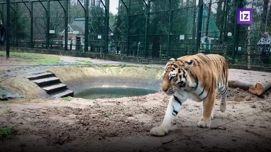 Амурская тигрица поселилась в зоопарке Деда Мороза в Великом Устюге