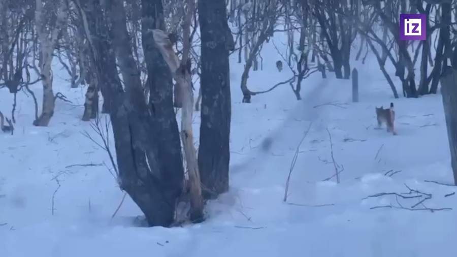 В Кроноцком заповеднике впервые засняли краснокнижных рысей