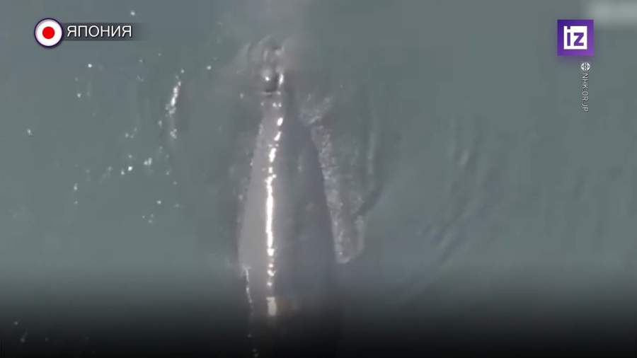 Восьмиметровый кит приплыл к японскому городу Осака