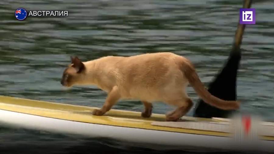 В Австралии кот по имени Гас победил в заплыве для собак