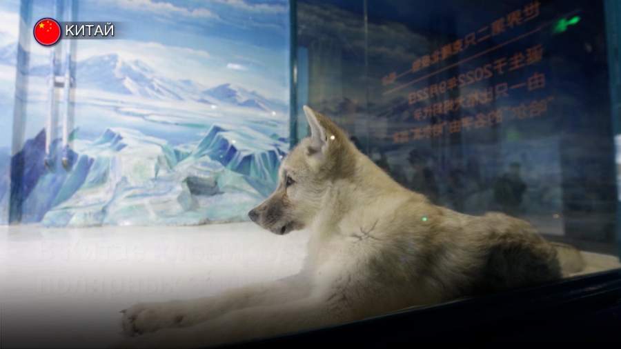 Ученым из Китая удалось клонировать полярных волков