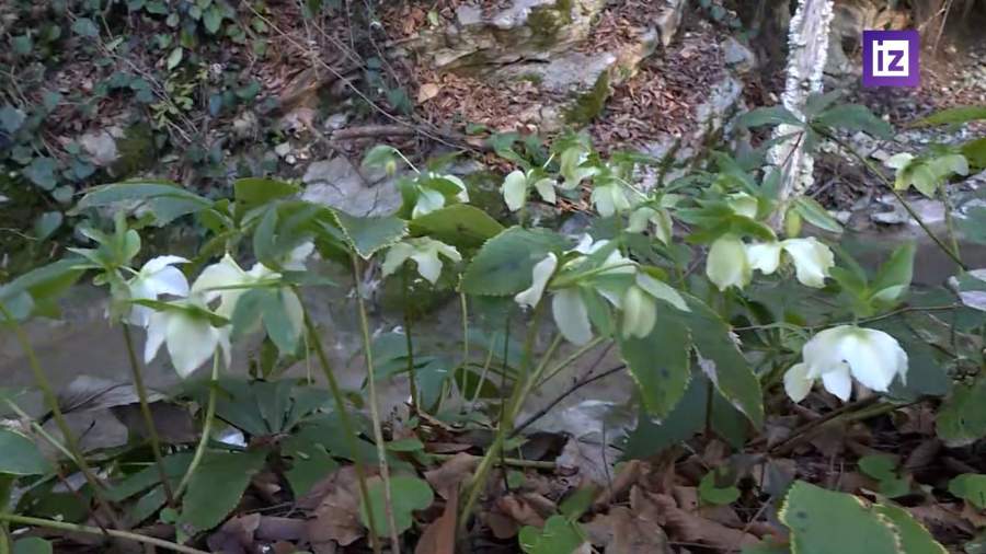 В Сочи из-за теплой погоды зацвели подснежники