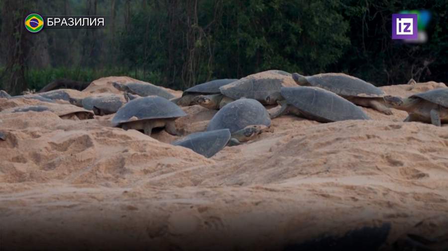 Тысячи речных черепах вылупились в Бразилии