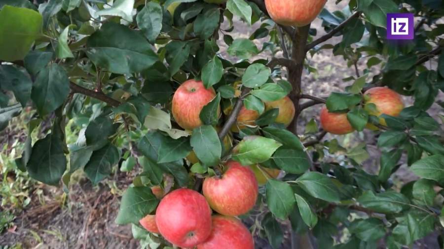 РФ собрала рекордный урожай плодов и ягод в 2022 году