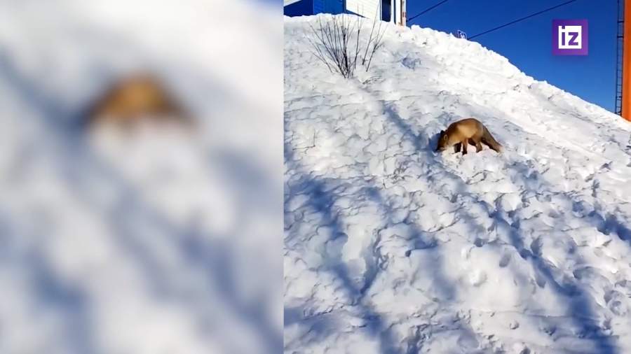 В Шерегеше на трассу к лыжникам выбежала лиса