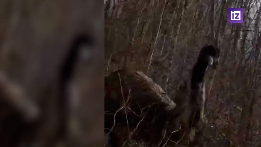 Сотрудники МЧС поймали сбежавшего с фермы страуса