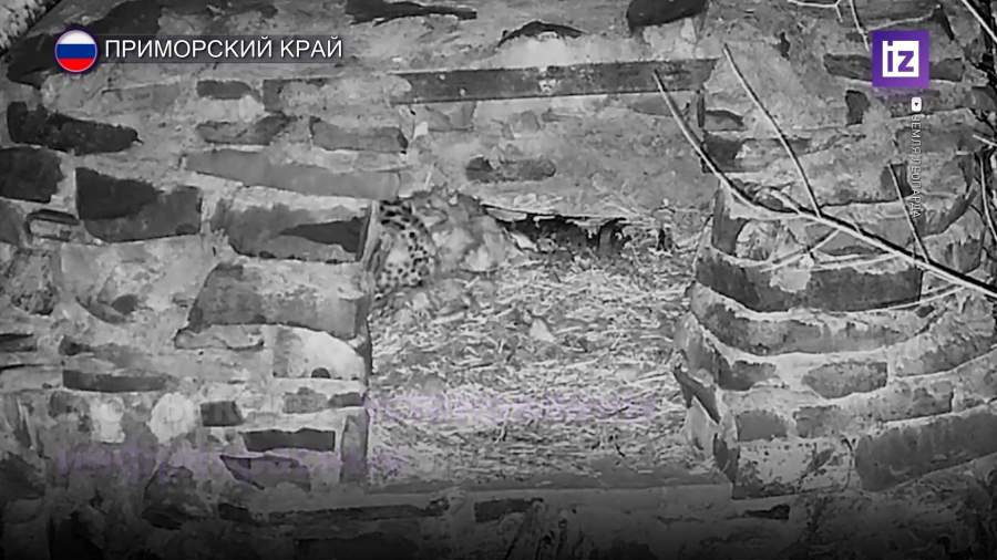 Спасенного котенка леопарда вернут в Уссурийский заповедник