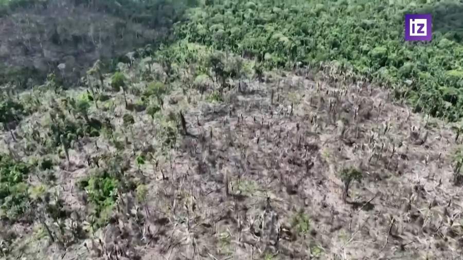 Вырубка тропических лесов Амазонии достигла рекордного уровня