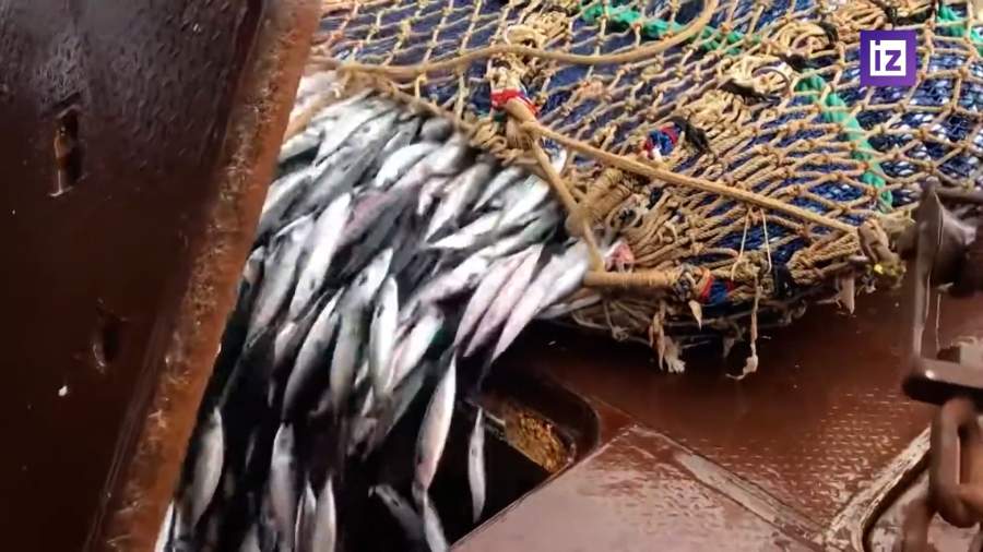 Вылов рыбы в России с начала года увеличился на 12%