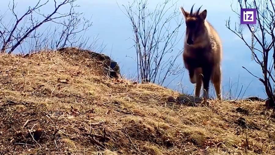 Краснокнижного амурского горала впервые засняли в нацпарке «Земля леопарда»