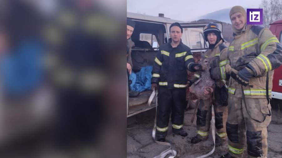 В Забайкальском крае пожарные спасли косулю из ледяной воды