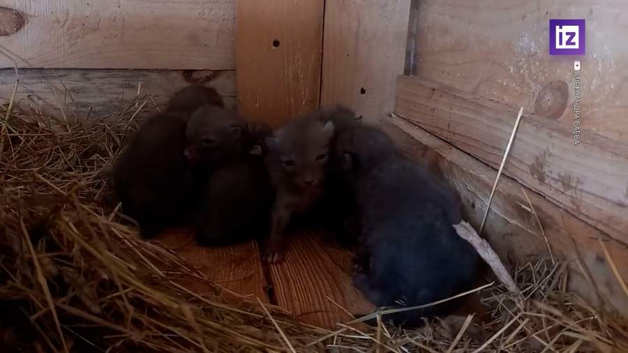 У пары спасенных краснокнижных лис появилось потомство