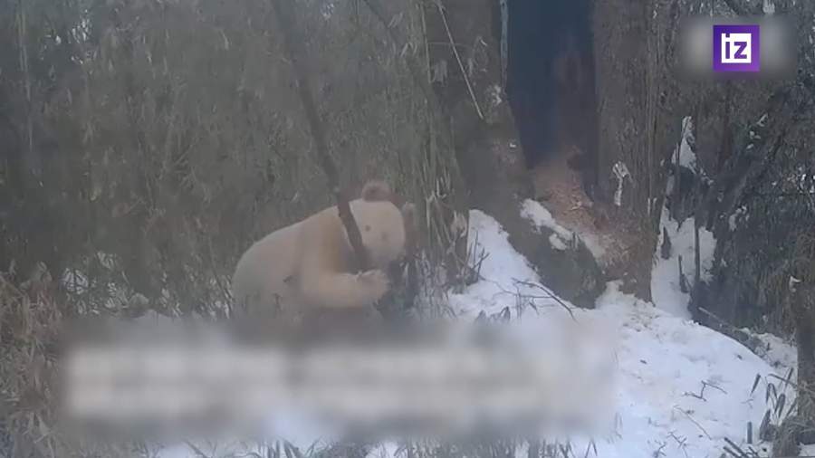 В китайском заповеднике засняли единственную в мире панду-альбиноса