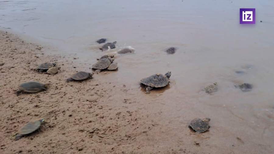 Около 20 тыс. детенышей черепах разом выпустили на волю в Венесуэле