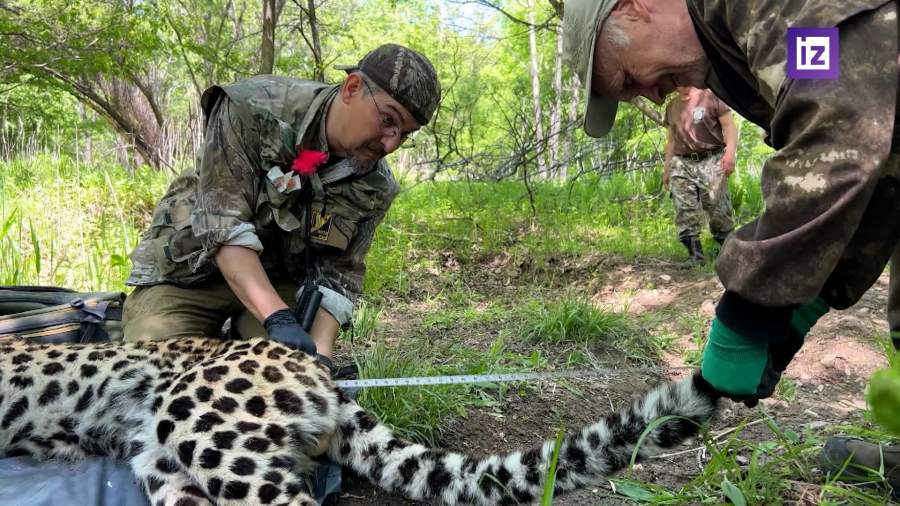 В Уссурийский заповедник выпустили первых дальневосточных леопардов