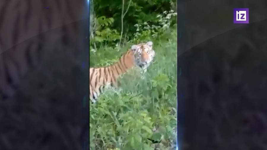 Жительнице Дальнего Востока удалось заснять на видео двух тигров