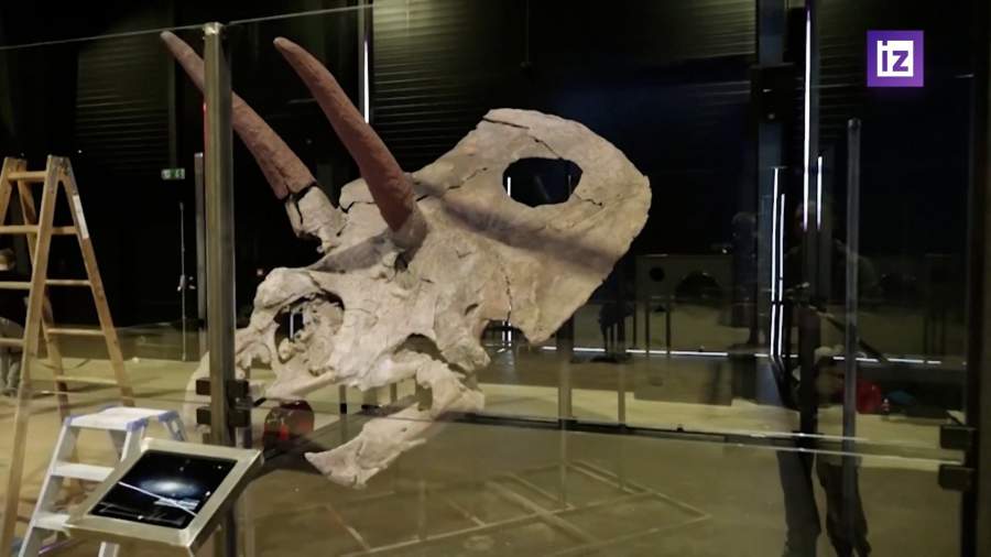 В датском Музее эволюции представят череп торозавра