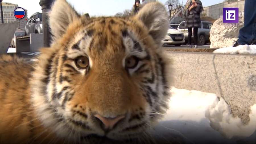 В Госдуме предложили изымать домашних и диких животных за жестокое обращение