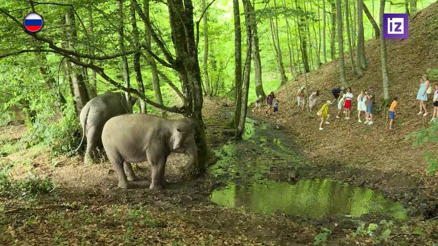 На чайную плантацию в Сочи привезли слонов