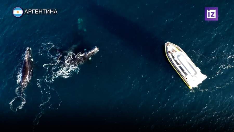 У побережья города Пуэрто-Мадрин в Аргентине заметили южных китов