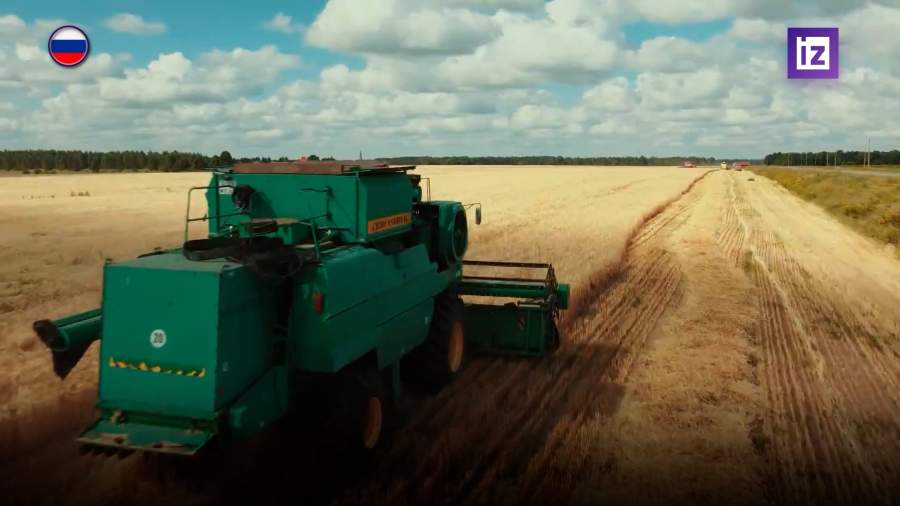 Пошлина на экспорт пшеницы из России снижена на 37%