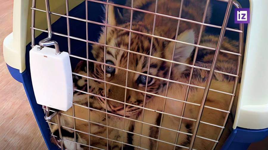 Российские таможенники пресекли контрабанду редких животных