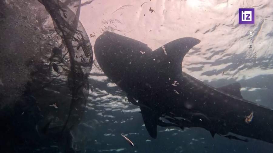 Индонезийские дайверы освободили от сетей пять китовых акул