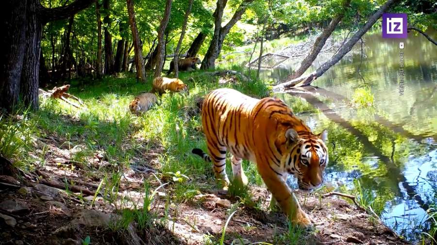 Самое большое количество амурских тигров выявили в Приморье