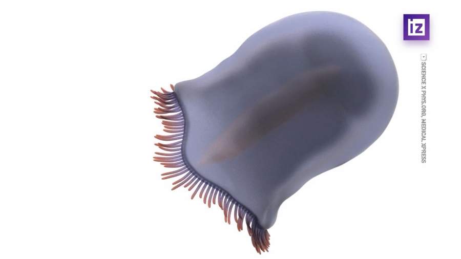 Следы древнейших медуз обнаружили в Канаде