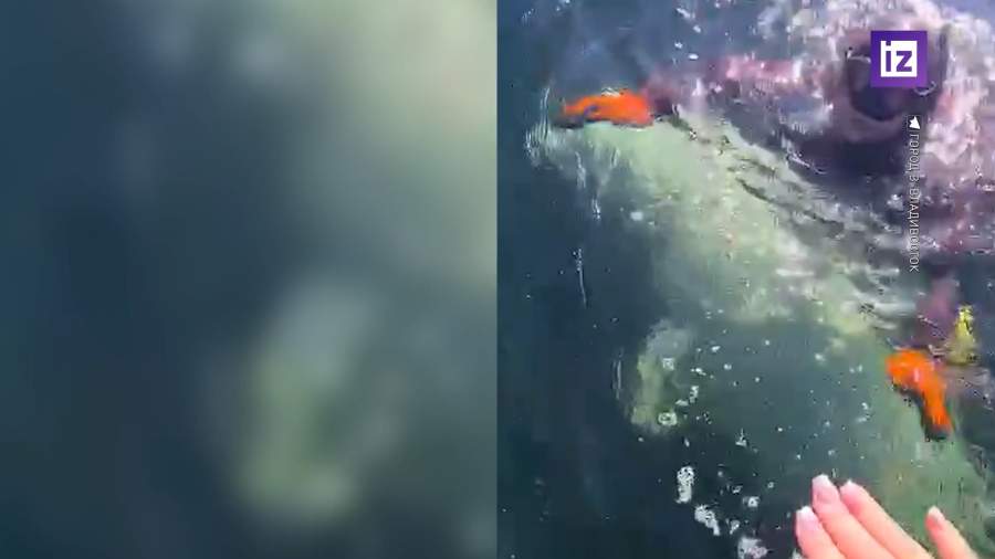 Дайверы помогли раненой белухе