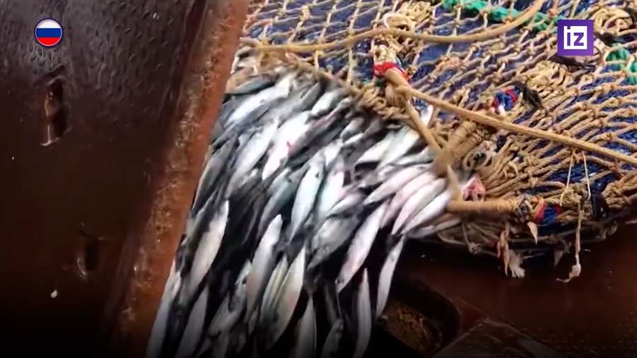 В России начнут продавать рыбу на бирже