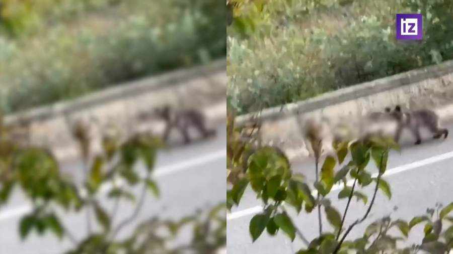 В Сочи медведи продолжают пугать жителей и гостей курорта