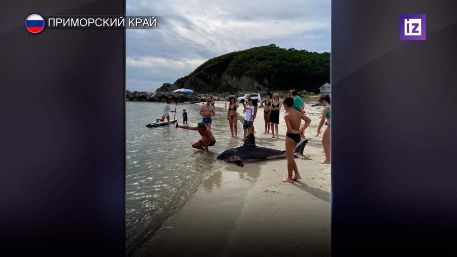 На пляже в Приморье выловили акулу
