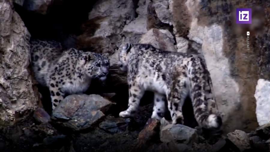 Нейросеть поможет в изучении ирбисов