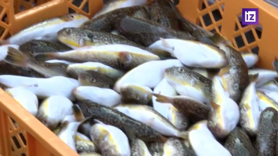 Китай запретил ввоз морепродуктов из Японии