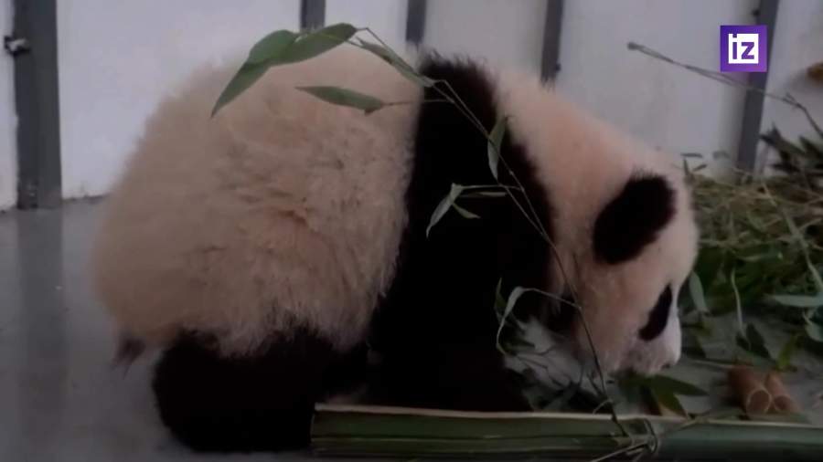 Панда из Московского зоопарка сделала первые шаги