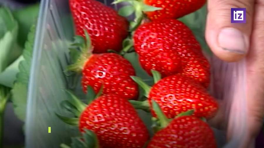 С 1 апреля начнется сезон клубники