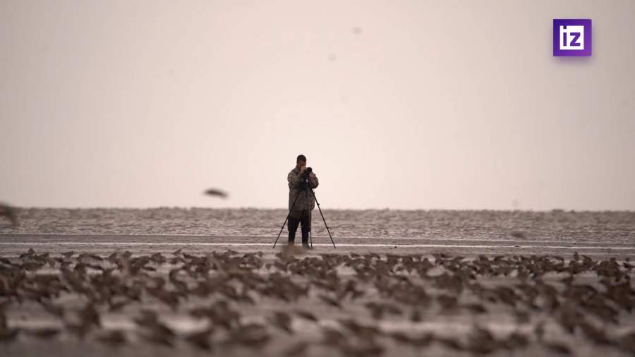 Исчезновение краснокнижных птиц нарушит экосистему Дальнего Востока