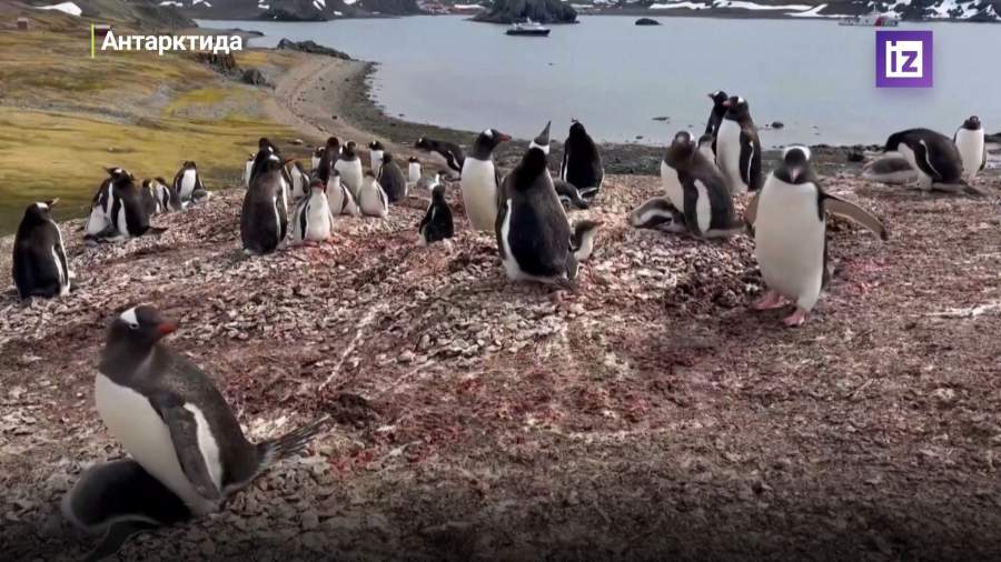 Антарктида стремительно становится зеленой