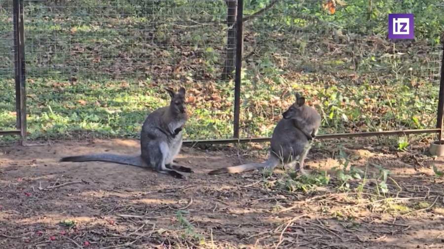 Полиция расследует похищение двух кенгурят из зоопарка
